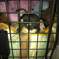 Charlee- Black and Tan Tricolor Chihuahua Puppy being Crate Trained
