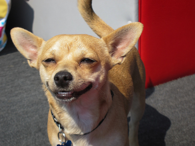 Happy Smiling Chihuahua